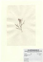藏品(長枝沙菜)的圖片